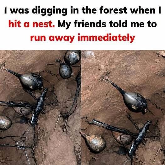 WhatsApp Image 2026-10-16 at 14.48.26